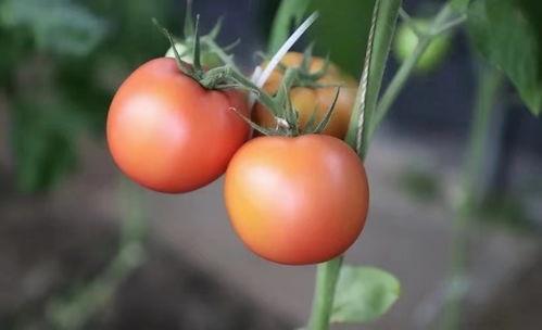 舒兰吃瓜番茄小说,番茄小说中的甜蜜诱惑与成长之旅