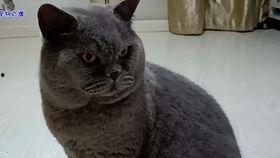 明星吃胖猫瓜,吃胖猫瓜背后的故事揭秘