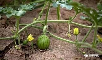 唐山花店吃瓜地址,吃瓜群众聚集地，揭秘花店里的秘密花园