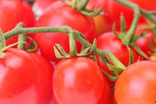 番茄小说搞笑吃瓜,笑料百出，吃瓜群众狂欢记