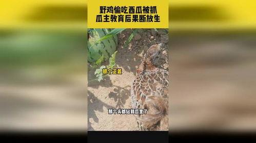 野鸡 吃瓜,揭秘农村生活的趣味瞬间