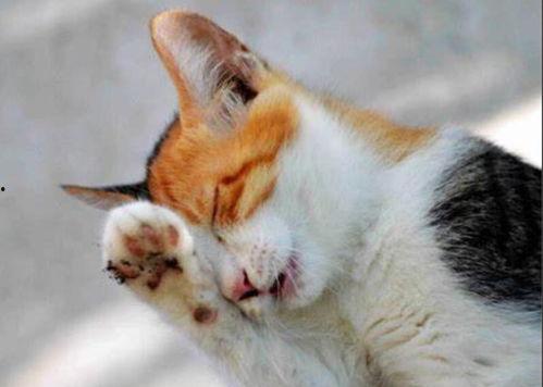 网红溜猫的视频大全,猫咪日常趣味视频大盘点