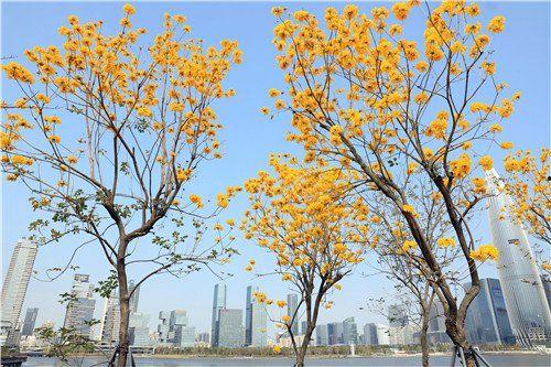广州黄花风铃木网红,网红打卡地，春日里的浪漫花海
