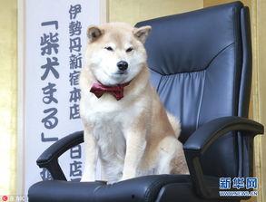 日本明星柴犬,日本明星犬的时尚风采