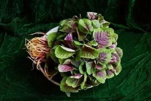 娱乐吃瓜酱云南的花,揭秘娱乐界的“瓜田”盛景